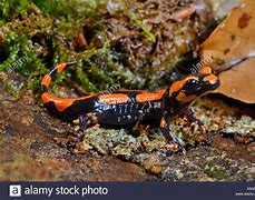Image result for Orange Salamander