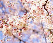 Image result for Cute Girly Wallpaper Backgrounds Spring