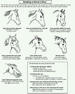 Image result for Sign Language Horse