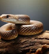 Image result for Snakes That Can Eat Bugs