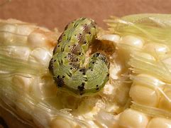 Image result for "corn-earworm"