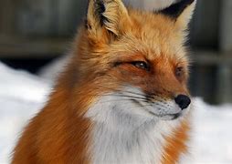 Image result for Male Fox Animal