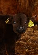 Image result for Funny Baby Cow Meme