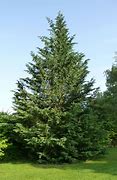 Image result for Cupressocyparis leylandii