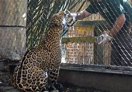 Image result for Mexico zoo director kills goat