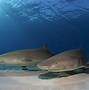 Image result for Underwater Tropical Sea Life