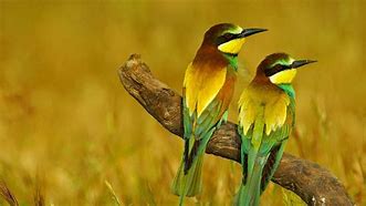 Image result for Bing Bird Wallpaper