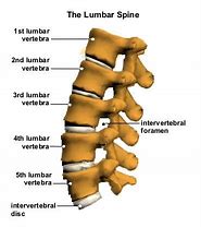 Image result for What Is Lumbar Spine