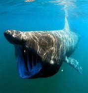 Image result for Basking Shark Eat People