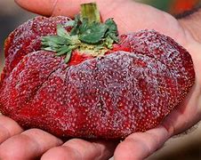 Image result for World's Largest Strawberry