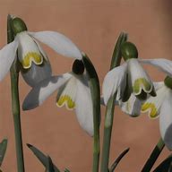 Image result for Galanthus Tricky Treasure