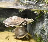 Image result for Lissemys Trionychidae