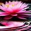 Image result for Lotus Wallpaper HD