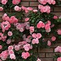 Image result for Rose Gold Wallpaper for iPad