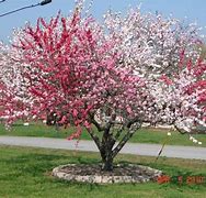 Image result for 5 in 1 Peach Tree
