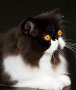 Image result for White Persian Cat with Black Specks