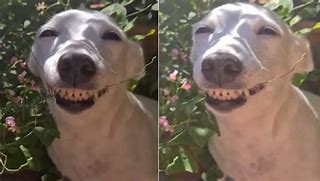 Image result for Smiling Dog Curse