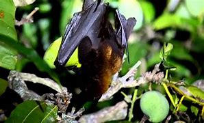 Image result for What Do Flying Fox Eat