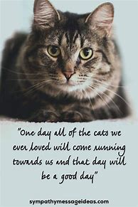 Image result for Cat Loss Quotes