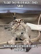 Image result for Animal Floating Meme