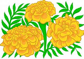Image result for Marigold Flower Clip Art