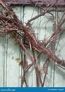 Image result for Dried Grape Vine Branches