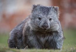 Image result for Wombat