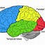 Image result for Brain Sizes Smallest to Largest