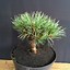 Image result for Pinus cembra Turrach 3