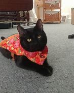Image result for Cat in the Pizza Costume Meme