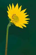 Image result for Western Sunflower Plant