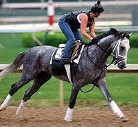 Image result for Racehorse Images
