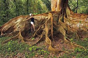 Image result for Braided Trees in Costa Rica