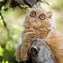 Image result for Cute Funny Cats with Big Eyes