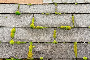 Image result for Moss On Buildings