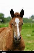 Image result for Hungarian Horse Breeds