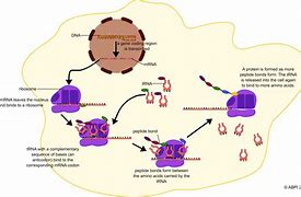 Image result for Protein Synthesis Diagram without Labels
