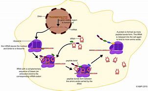 Image result for Protein Synthesis Diagram Labeled Gga