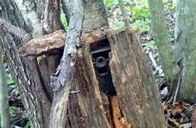 Image result for Tree Stump Game Camera