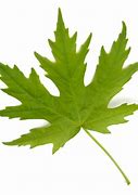 Image result for Acer Tree Leaf