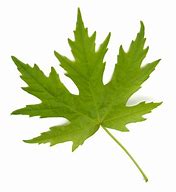 Image result for Silver Maple Leaf