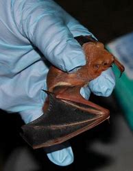 Image result for Nebraska Bat Species