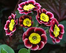 Image result for Primula auricula Spring Meadows