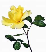 Image result for Beautiful Yellow Roses Printable