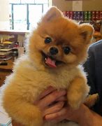 Image result for Pomeranian Dog Jiff Pom Owner