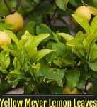 Image result for Citrus Tree Leaves Turning Yellow