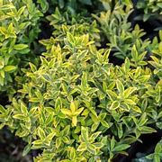 Image result for Fast Growing Privacy Shrubs Evergreen