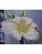 Image result for Hemerocallis Snowy Apparation