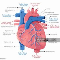 Image result for External Heart Anatomy