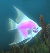 Image result for FFXIV Fish